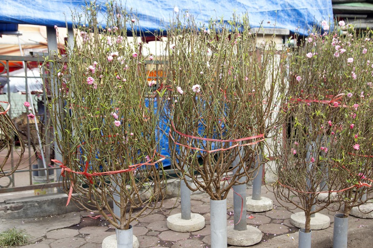 Hoa đào đầu mua bung nở giữa Thủ đô, tấp nập người mua dù Tết Nguyên đán cách 40 ngày - Ảnh 7. Hoa đào đầu mua bung nở giữa Thủ đô, tấp nập người mua dù Tết Nguyên đán cách 40 ngày - Ảnh 7.