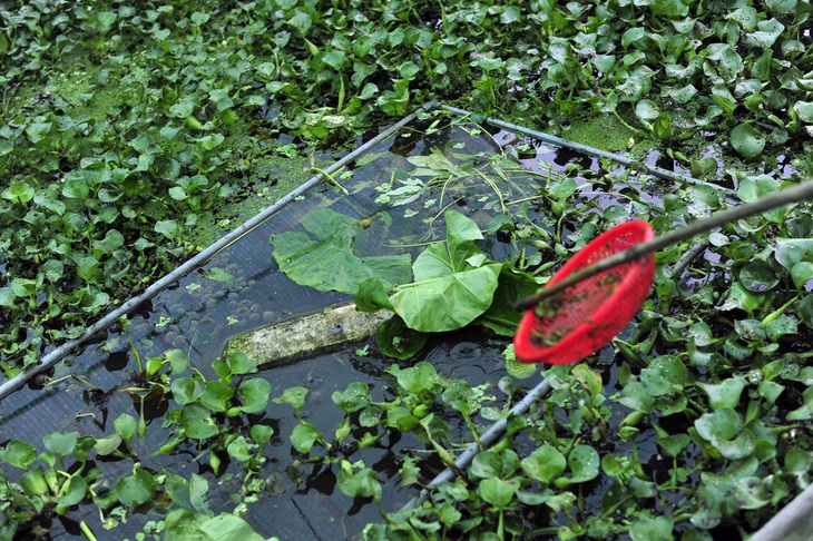 Bán ốc nhồi giống, cung không đủ cầu, cả một làng quê miền Bắc khấm khá từng ngày - Ảnh 5.
