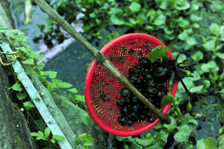 Bán ốc nhồi giống, cung không đủ cầu, cả một làng quê miền Bắc khấm khá từng ngày - Ảnh 2.