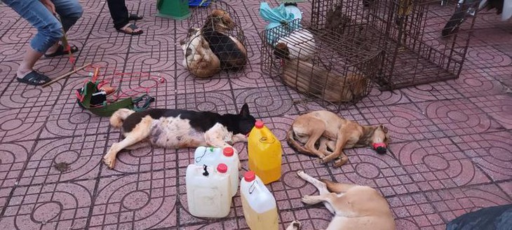 Bắt giữ nhóm đối tượng trộm chó với số lượng "khủng" - Ảnh 2.