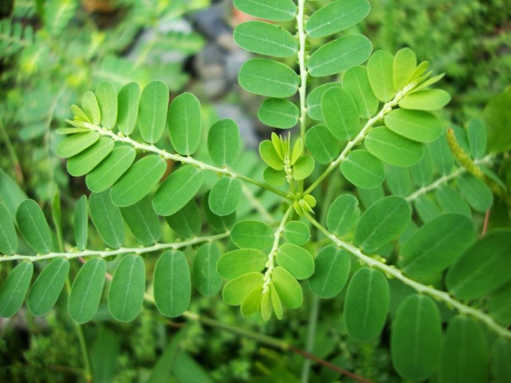 Giá trị của các loài dược liệu phổ biến ở Việt Nam - Ảnh 4.