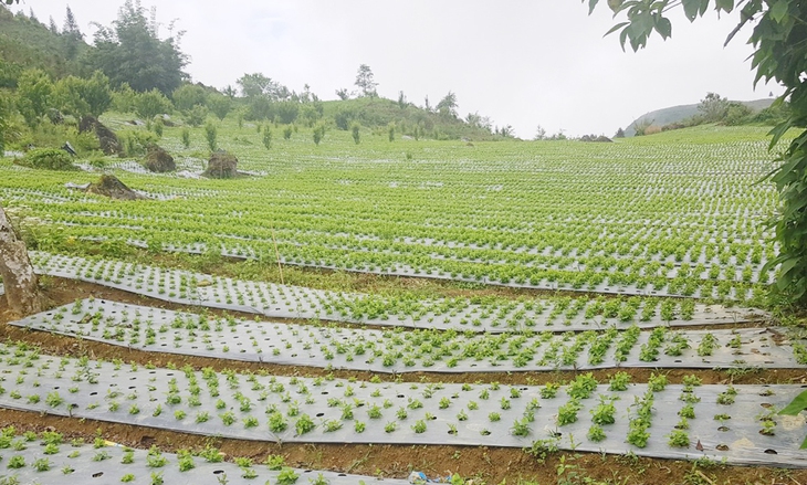 Cơ hội phát triển công nghiệp dược Việt Nam - Ảnh 2.