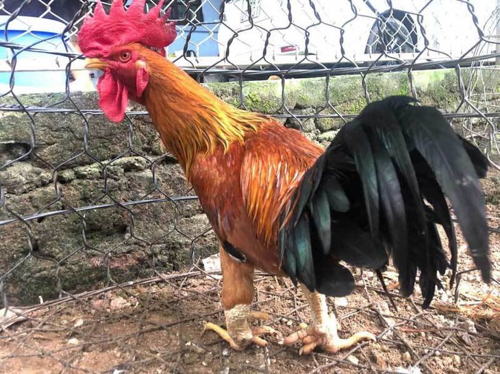 Kỳ lạ loài gà tưởng chỉ có trong truyền thuyết, đại gia tranh nhau lùng mua thưởng Tết - Ảnh 2.
