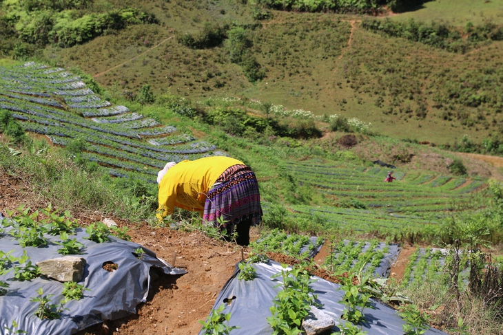 Hà Giang: Thúc đẩy phát triển cây dược liệu gắn liền phát triển kinh tế xã hội - Ảnh 1.