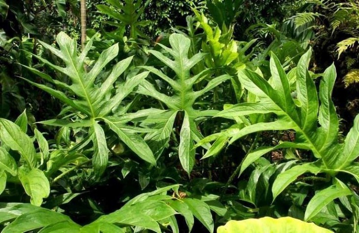 Giá trị của các loài dược liệu phổ biến ở Việt Nam - Ảnh 5.
