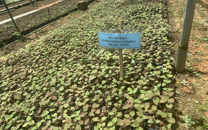 Việt Nam là quốc gia giàu có về tài nguyên dược liệu