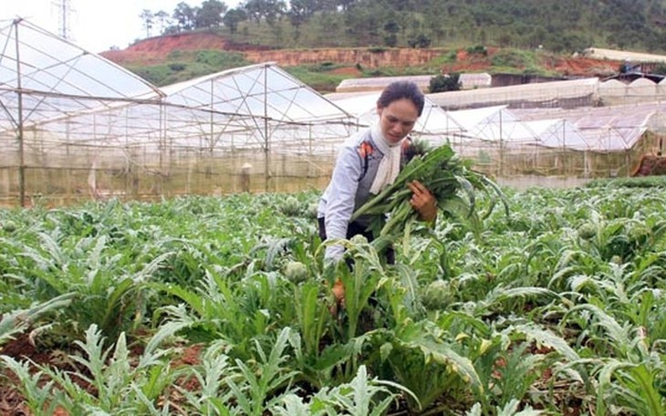 Nhiều loài dược liệu quý có nguy cơ mai một