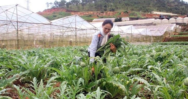 Nhiều loài dược liệu quý có nguy cơ mai một - Ảnh 2.