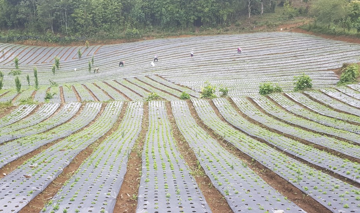 Giá trị khoa học của bảo tồn tại chỗ các loài dược liệu - Ảnh 2.