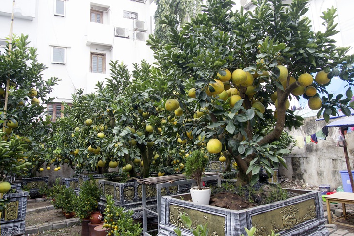 Bưởi bonsai xuống phố phục vụ khách chơi Tết, chậu độc lạ tuổi đời 50 năm giá bán 100 triệu đồng - Ảnh 3.