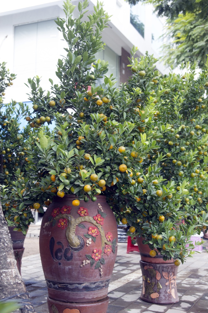 Bưởi bonsai xuống phố phục vụ khách chơi Tết, chậu độc lạ tuổi đời 50 năm giá bán 100 triệu đồng - Ảnh 8.