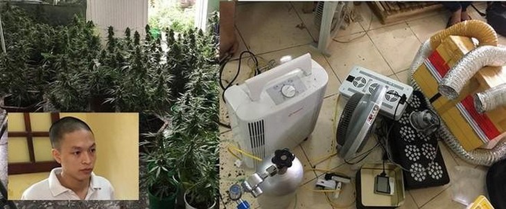 Xuất hiện các loại ma tuý mới, công nghệ trồng cần sa tinh vi - Ảnh 2.