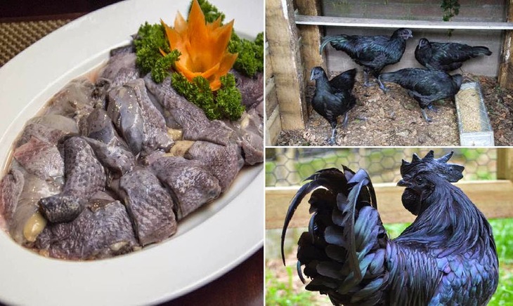 Lạ đời giống gà ăn đá, uống sương đêm, đen từ xương đen ra giá cao "ngất" vẫn không có để mua - Ảnh 2.