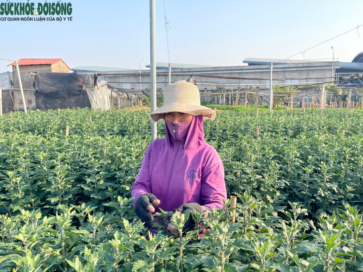 Làng hoa Tây Tựu tất bật vào vụ Tết - Ảnh 3.