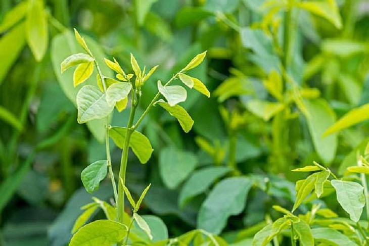 Cải thiện tàn nhang tại nhà và những lưu ý để bảo vệ da - Ảnh 1.