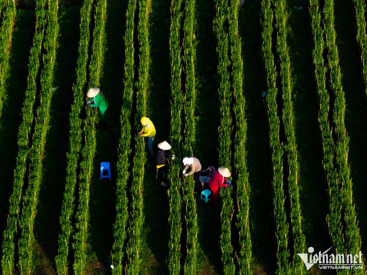 Hàng trăm nghìn gốc hoa ở TP.HCM sẵn sàng đón Tết - Ảnh 1. Hàng trăm nghìn gốc hoa ở TP.HCM sẵn sàng đón Tết - Ảnh 1.