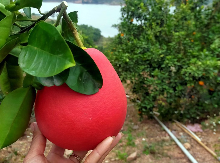 Bưởi đỏ 'tiến vua' giá tiền triệu nay thành hàng bình dân, tràn ngập chợ Tết - Ảnh 4.