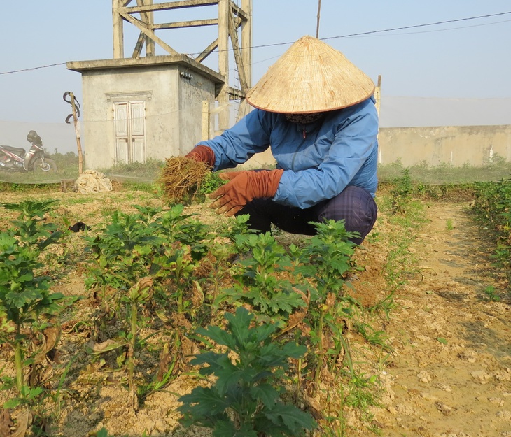 Làng trồng hoa ở Nghệ An điêu đứng khi hoa chết rũ ngày cận Tết - Ảnh 3.