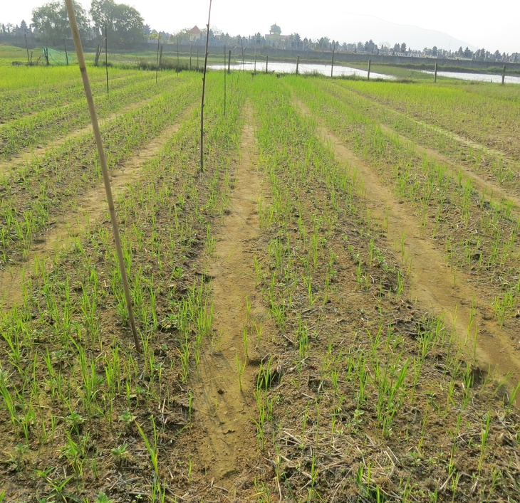 Làng trồng hoa ở Nghệ An điêu đứng khi hoa chết rũ ngày cận Tết - Ảnh 4.