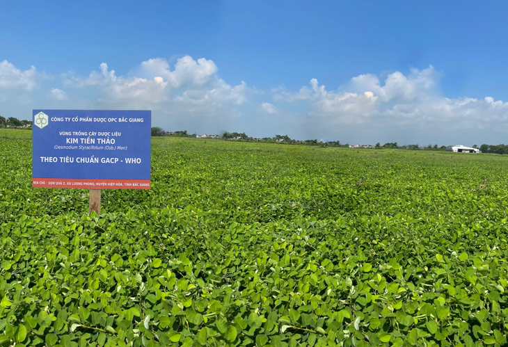 Kim tiền thảo – dược liệu quý cho người bị sỏi thận - Ảnh 1.
