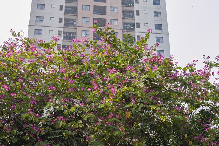 Ngắm vẻ đẹp hoa ban nhuộm đỏ cả một con đường của Hà Nội  - Ảnh 9.