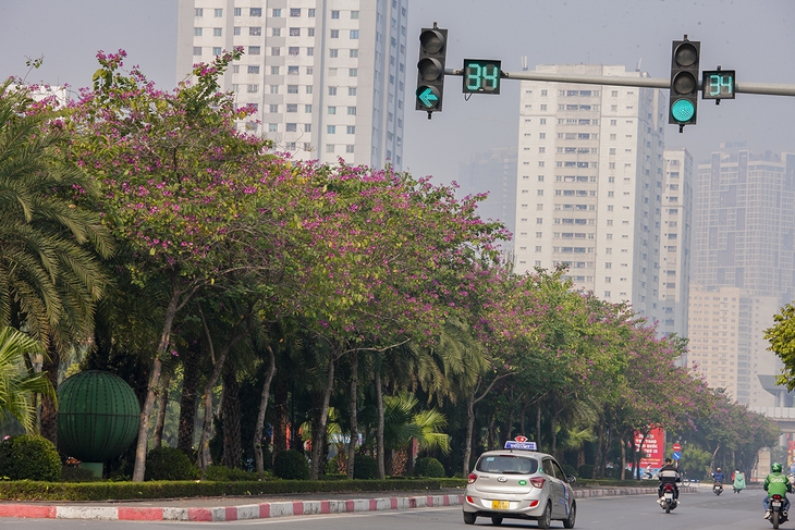 Ngắm vẻ đẹp hoa ban nhuộm đỏ cả một con đường của Hà Nội  - Ảnh 10.