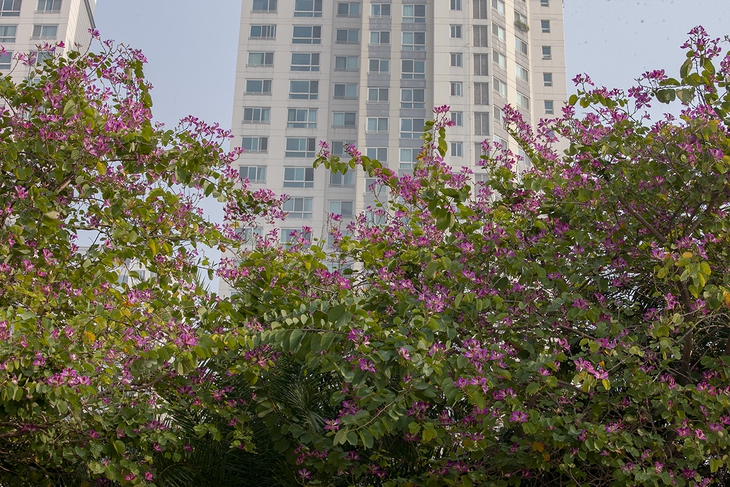 Ngắm vẻ đẹp hoa ban nhuộm đỏ cả một con đường của Hà Nội  - Ảnh 1.