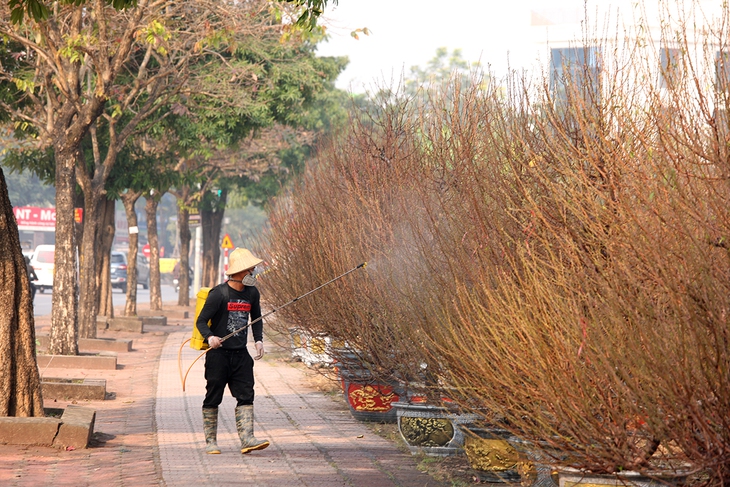 Làng trồng đào lớn thứ 2 Hà Nội bắt đầu khởi động cho vụ Tết - Ảnh 2. Làng trồng đào lớn thứ 2 Hà Nội bắt đầu khởi động cho vụ Tết - Ảnh 2.