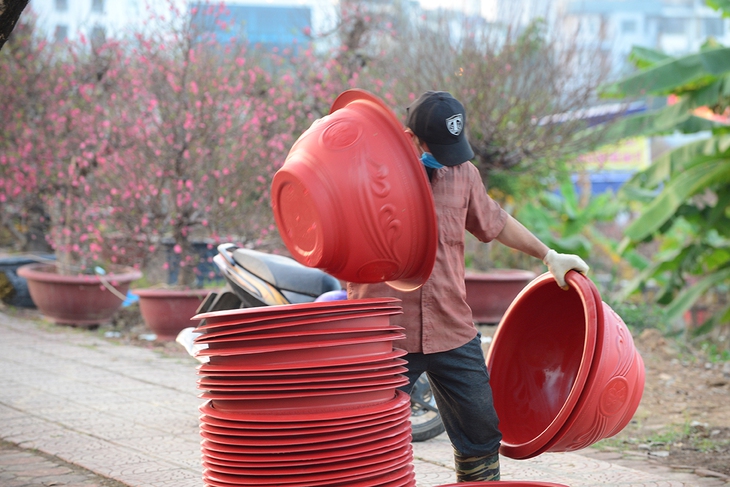 Làng trồng đào lớn thứ 2 Hà Nội bắt đầu khởi động cho vụ Tết - Ảnh 8. Làng trồng đào lớn thứ 2 Hà Nội bắt đầu khởi động cho vụ Tết - Ảnh 8.