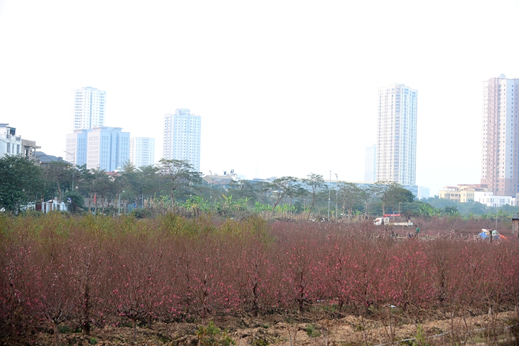 Làng trồng đào lớn thứ 2 Hà Nội bắt đầu khởi động cho vụ Tết - Ảnh 4. Làng trồng đào lớn thứ 2 Hà Nội bắt đầu khởi động cho vụ Tết - Ảnh 4.