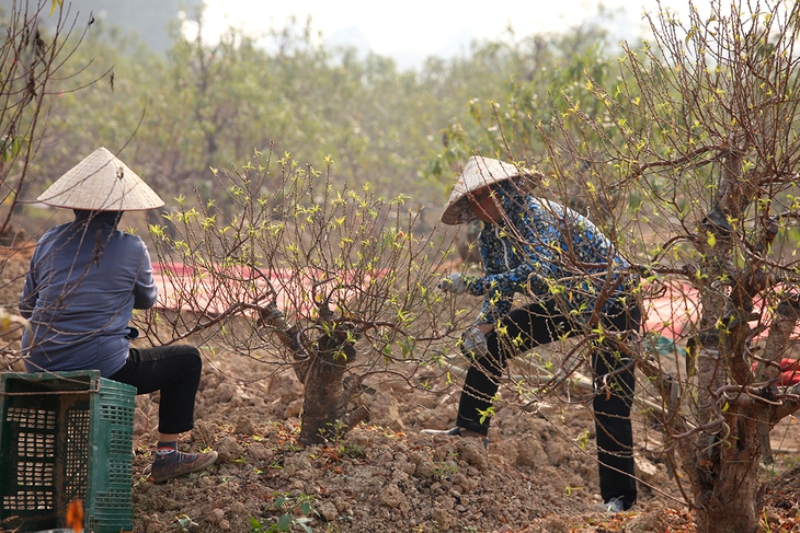 Làng trồng đào lớn thứ 2 Hà Nội bắt đầu khởi động cho vụ Tết - Ảnh 1. Làng trồng đào lớn thứ 2 Hà Nội bắt đầu khởi động cho vụ Tết - Ảnh 1.