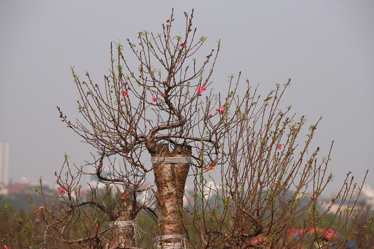 Làng trồng đào lớn thứ 2 Hà Nội bắt đầu khởi động cho vụ Tết - Ảnh 5. Làng trồng đào lớn thứ 2 Hà Nội bắt đầu khởi động cho vụ Tết - Ảnh 5.