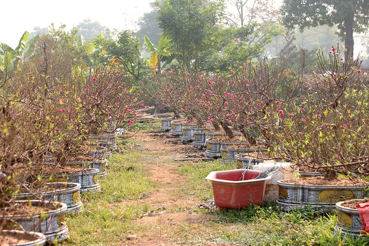 Làng trồng đào lớn thứ 2 Hà Nội bắt đầu khởi động cho vụ Tết - Ảnh 11. Làng trồng đào lớn thứ 2 Hà Nội bắt đầu khởi động cho vụ Tết - Ảnh 11.