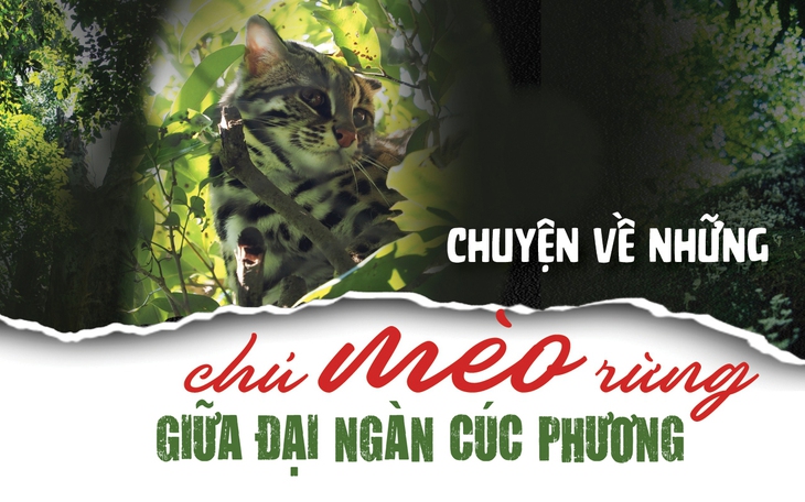 Những chú mèo rừng giữa đại ngàn Cúc Phương