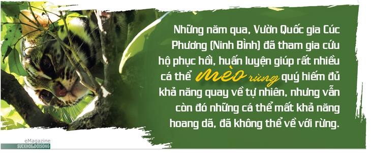 Chuyện về những chú mèo rừng gữa đại ngàn Cúc Phương - Ảnh 1. Chuyện về những chú mèo rừng gữa đại ngàn Cúc Phương - Ảnh 1.