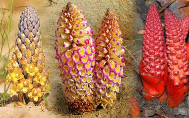 9 cách sử dụng nhục thung dung bổ thận ích tinh