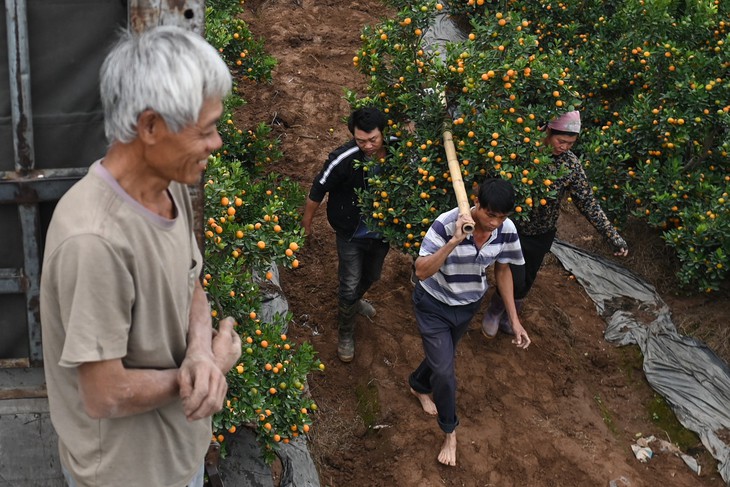 Ở thủ phủ quất cảnh Hưng Yên, giá cao gấp rưỡi vẫn "cháy hàng"