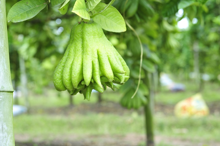 Làng Phật thủ giữa lòng Hà Nội tất bật vào vụ thu hoạch phục vụ Tết Quý Mão - Ảnh 3.