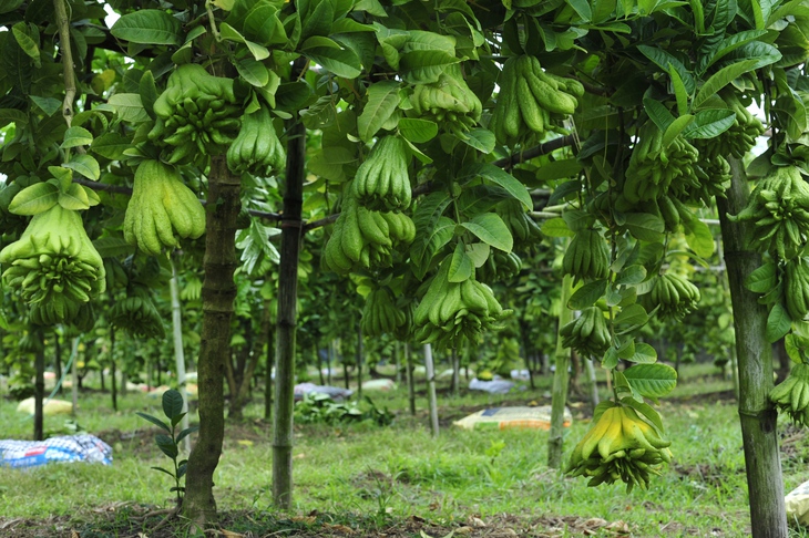 Làng Phật thủ giữa lòng Hà Nội tất bật vào vụ thu hoạch phục vụ Tết Quý Mão - Ảnh 2.