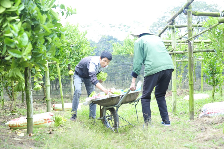 Làng Phật thủ giữa lòng Hà Nội tất bật vào vụ thu hoạch phục vụ Tết Quý Mão - Ảnh 7.