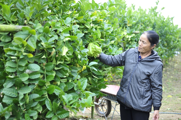 Làng Phật thủ giữa lòng Hà Nội tất bật vào vụ thu hoạch phục vụ Tết Quý Mão - Ảnh 11.