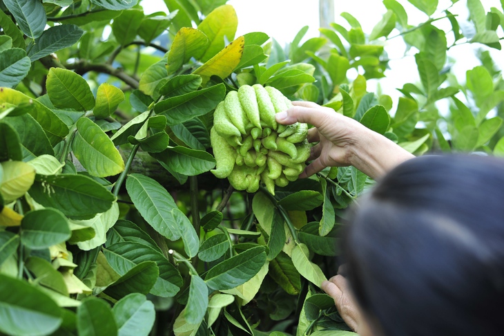 Làng Phật thủ giữa lòng Hà Nội tất bật vào vụ thu hoạch phục vụ Tết Quý Mão - Ảnh 4.
