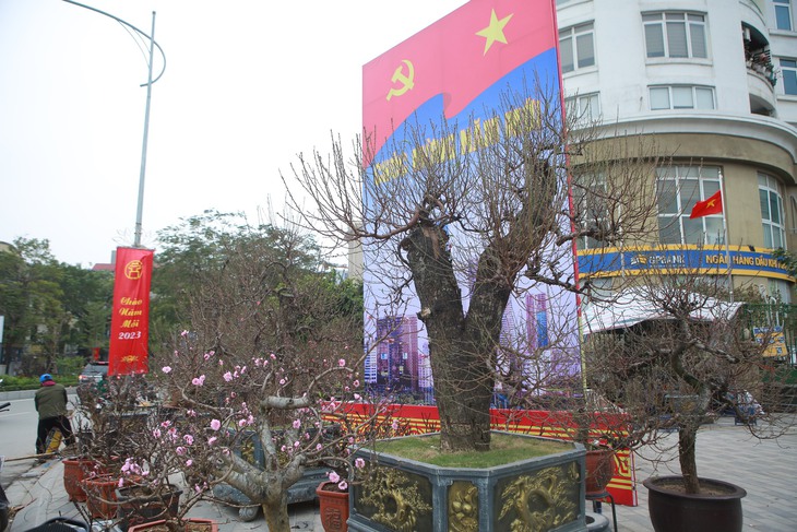 Đào rừng 'khủng', giá bán hơn 100 triệu đồng/chậu đồng loạt 'xuống phố', phục vụ người Hà Nội chơi Tết - Ảnh 2. Đào rừng 'khủng', giá bán hơn 100 triệu đồng/chậu đồng loạt 'xuống phố', phục vụ người Hà Nội chơi Tết - Ảnh 2.