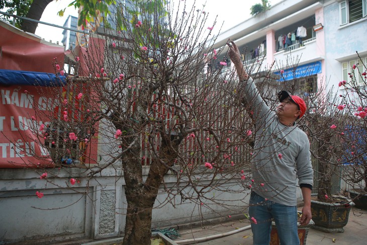 Đào rừng 'khủng', giá bán hơn 100 triệu đồng/chậu đồng loạt 'xuống phố', phục vụ người Hà Nội chơi Tết - Ảnh 4. Đào rừng 'khủng', giá bán hơn 100 triệu đồng/chậu đồng loạt 'xuống phố', phục vụ người Hà Nội chơi Tết - Ảnh 4.