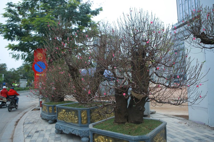Đào rừng 'khủng', giá bán hơn 100 triệu đồng/chậu đồng loạt 'xuống phố', phục vụ người Hà Nội chơi Tết - Ảnh 7. Đào rừng 'khủng', giá bán hơn 100 triệu đồng/chậu đồng loạt 'xuống phố', phục vụ người Hà Nội chơi Tết - Ảnh 7.