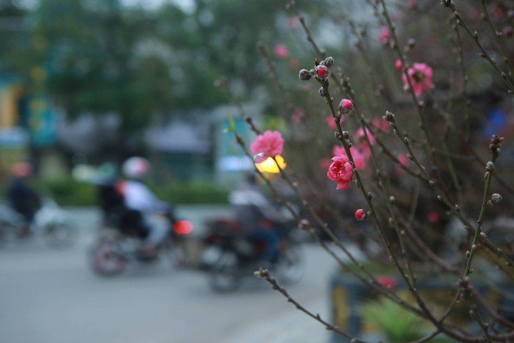 Đào rừng 'khủng', giá bán hơn 100 triệu đồng/chậu đồng loạt 'xuống phố', phục vụ người Hà Nội chơi Tết - Ảnh 12. Đào rừng 'khủng', giá bán hơn 100 triệu đồng/chậu đồng loạt 'xuống phố', phục vụ người Hà Nội chơi Tết - Ảnh 12.