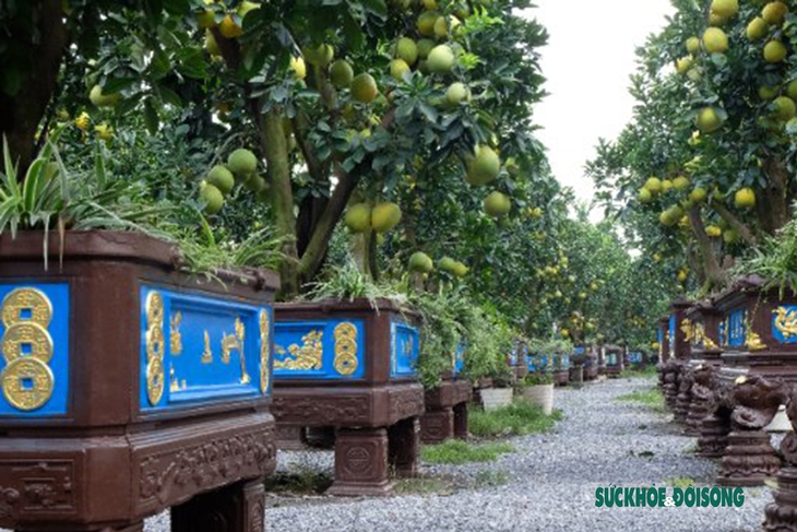 Chiêm ngưỡng cây bưởi 30 năm tuổi có giá trăm triệu chơi tết Quý Mão - Ảnh 1. Chiêm ngưỡng cây bưởi 30 năm tuổi có giá trăm triệu chơi tết Quý Mão - Ảnh 1.