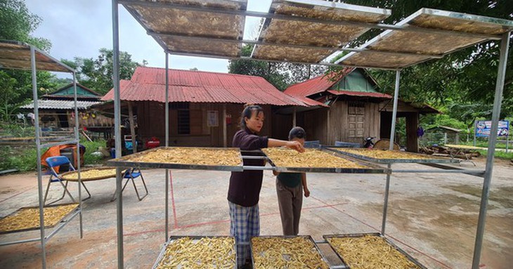 Đồng bào Bru – Vân Kiều vùng biên đưa măng rừng thành sản phẩm OCOP, cho thu nhập bền vững