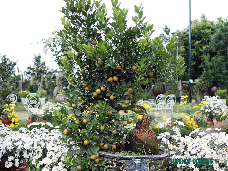 Quất mộc căn – Xu hướng bonsai Tết 2023 lên ngôi - Ảnh 11.
