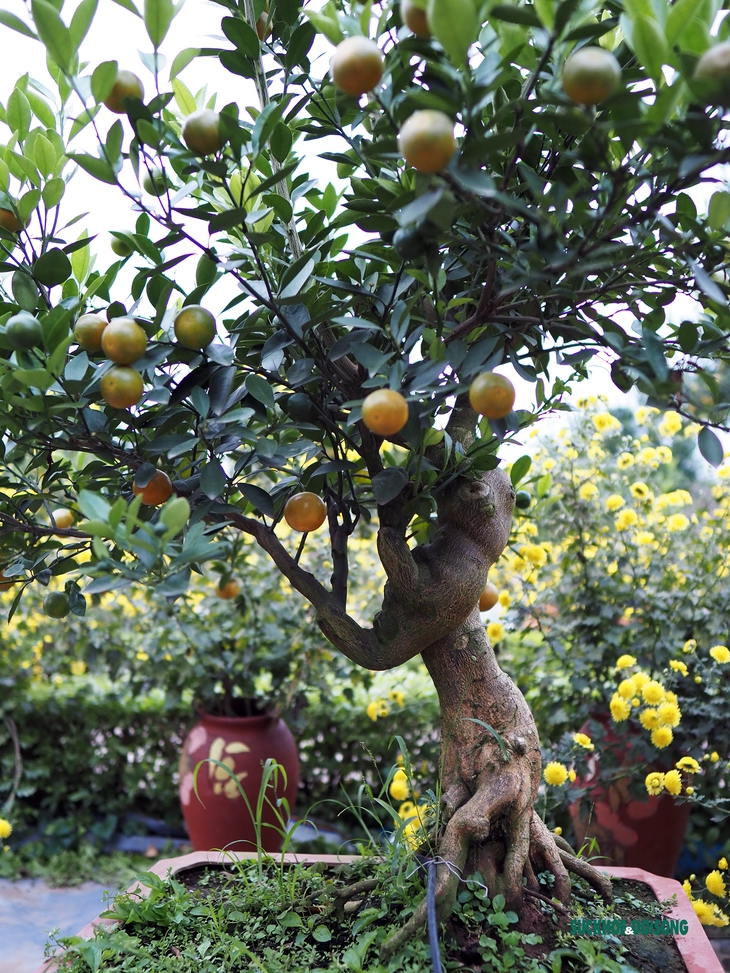 Quất mộc căn – Xu hướng bonsai Tết 2023 lên ngôi - Ảnh 3.